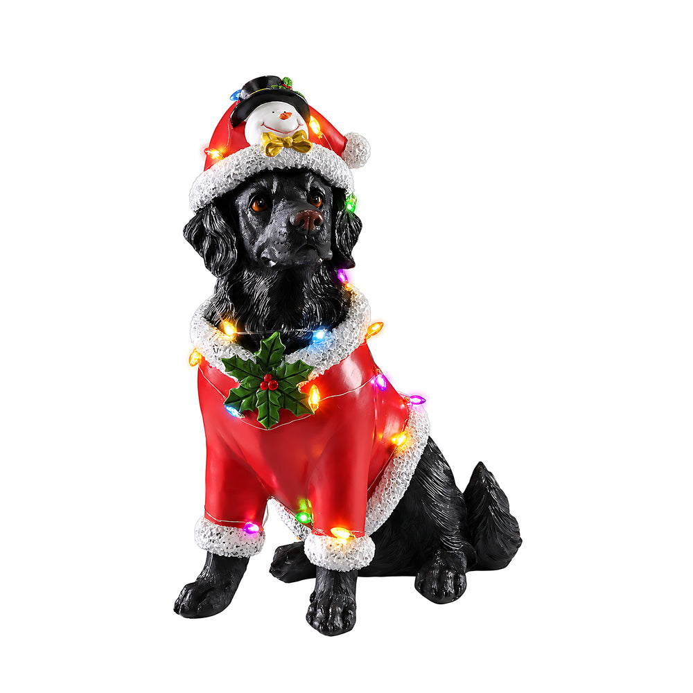 The Black retriever in the red Santa coat on a white background with the bulb string lit up around the body