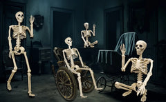 36 in life size posable skeleton, two per set - product photo 3 of 12