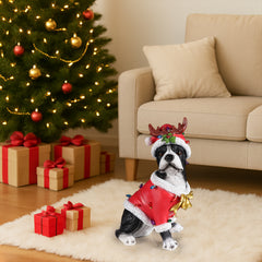 The Boston terrier in the red Santa coat set on the floor beside a lit Christmas tree with gifts under it