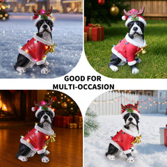 Four photo collage of the Boston terrier in the red Santa coat styled in different holiday spots, indoors and out