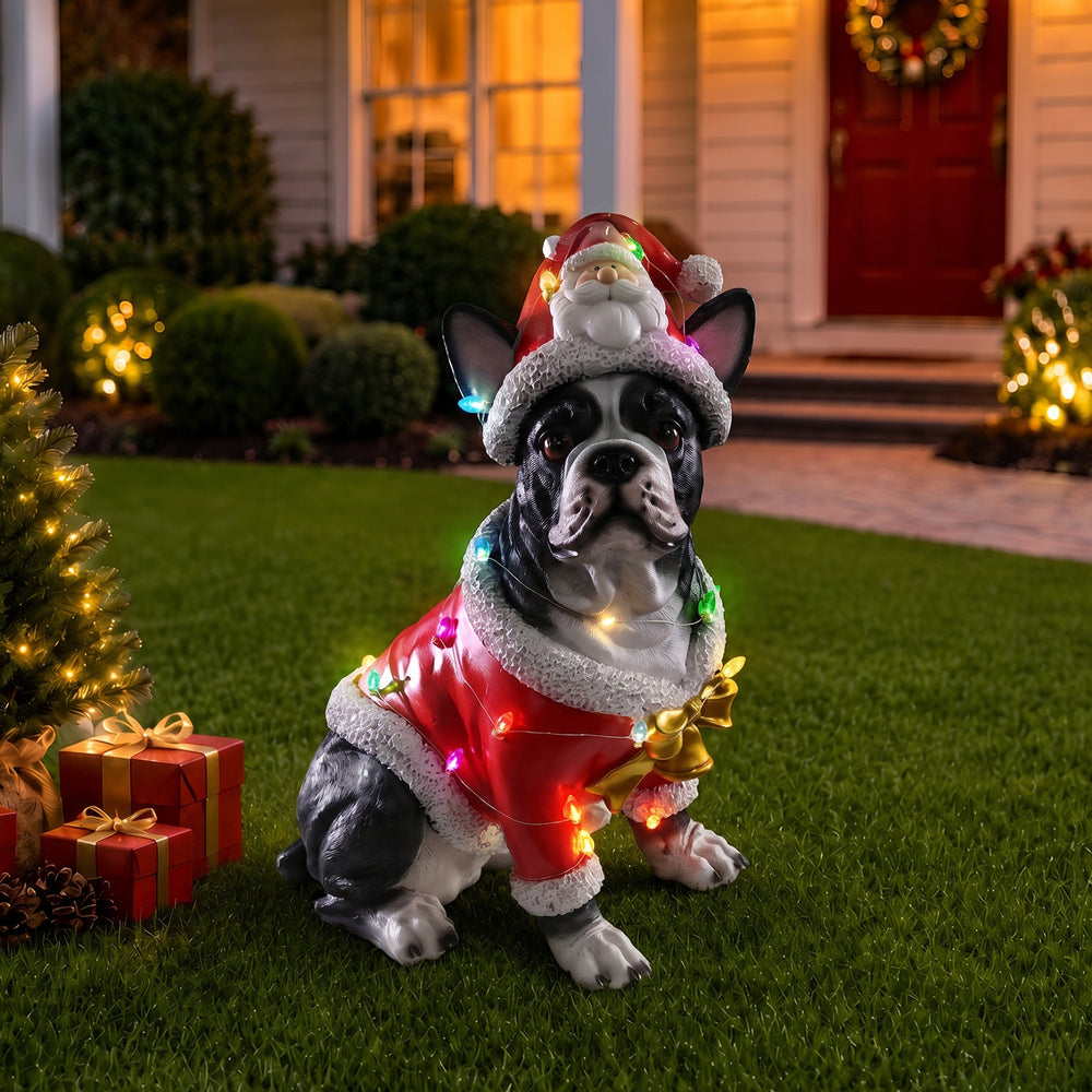 The French bulldog in the red Santa coat out on the lawn at dusk with the lights of the house behind