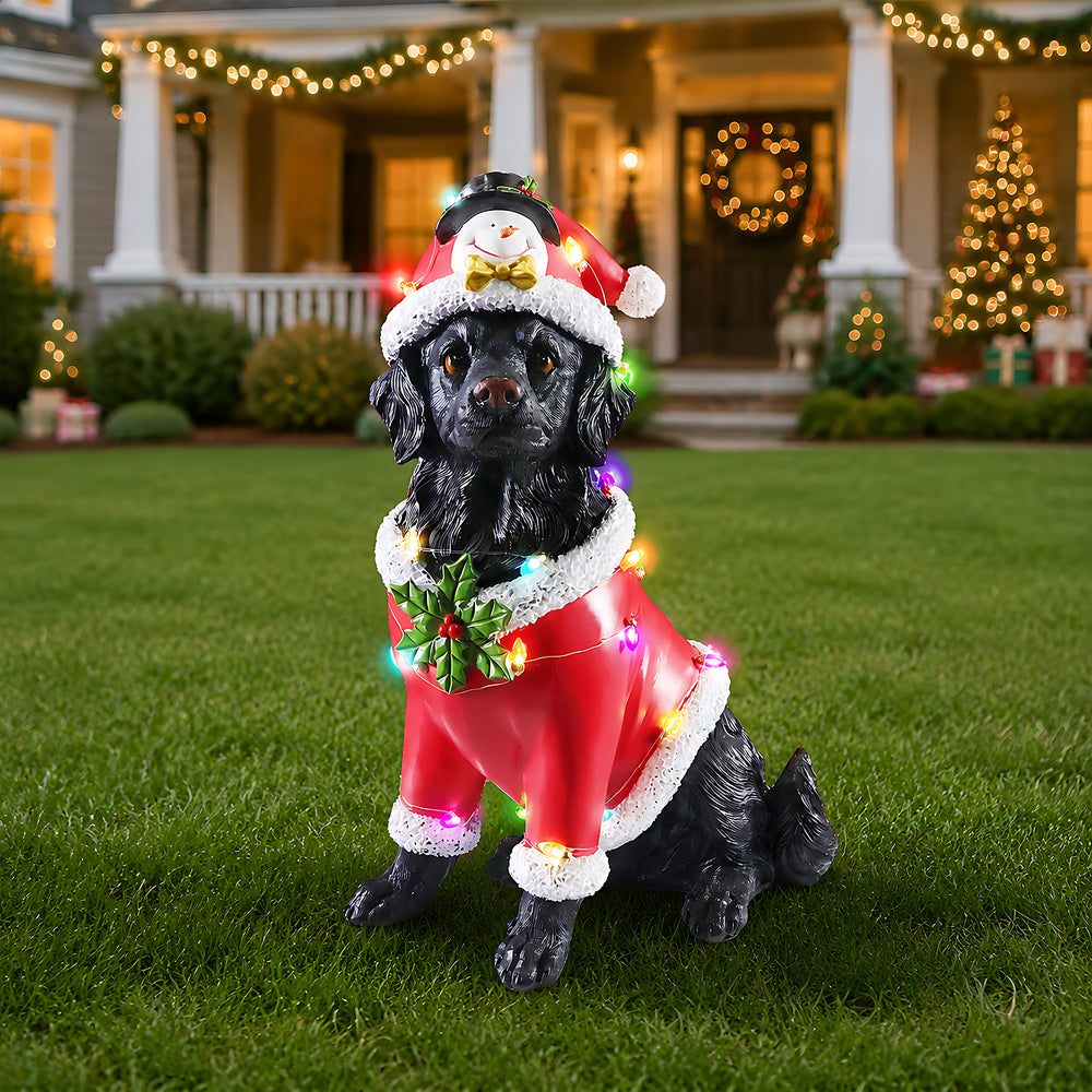 The Black retriever in the red Santa coat out on the lawn at dusk with the lights of the house behind